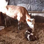 Appartamento Kornihof *