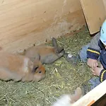 Appartamento Kornihof