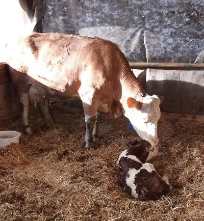 Lejlighed Kornihof *