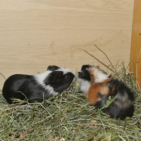 Lejlighed Kornihof Waidhofen an der Ybbs