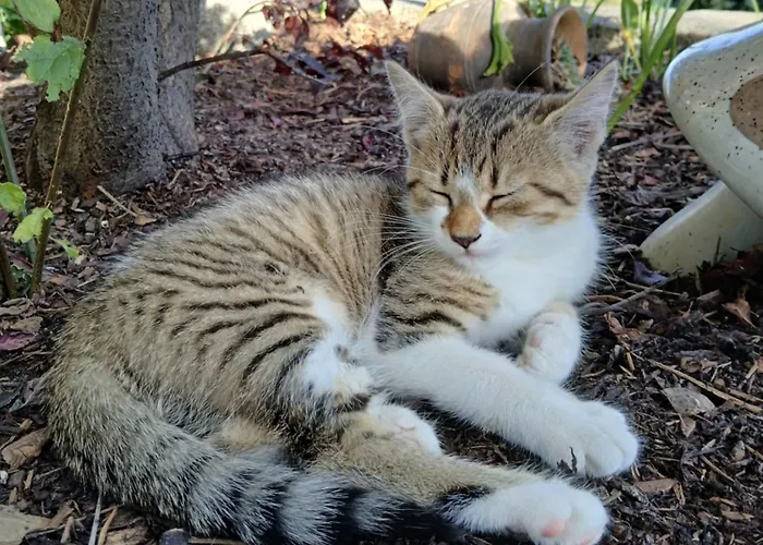 Kornihof Waidhofen an der Ybbs