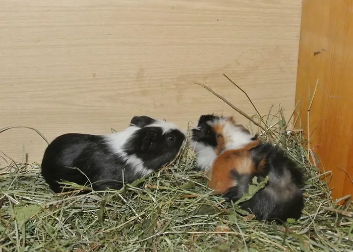 Apartman Kornihof Waidhofen an der Ybbs